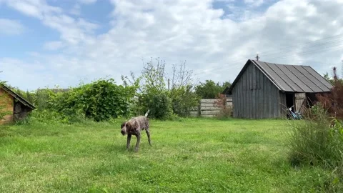 Dog German shorthaired pointer catching an apple in flight. Kurzhaar training Stock Footage 225764695