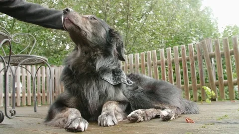 Dog Get Caressed Stock Footage 80716137