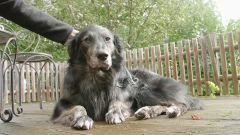 Dog Get Caressed Stock Footage 80716542