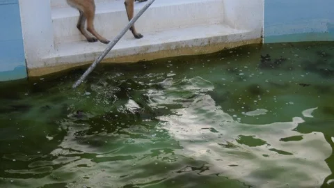 Dog gets brush from dirty pool Stock Footage 106476288