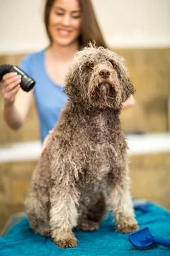 Dog gets hair cut at Pet Spa Grooming Salon. Closeup of Dog. the dog has a .. Stock Photos