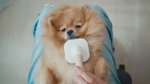 Dog gets high while grooming Stock Footage 172591857