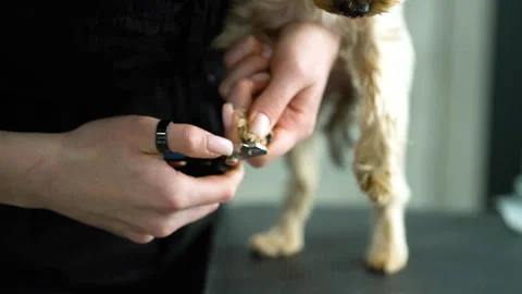 A dog gets his nails trimmed in a pet grooming salon. Stock Footage 262652628