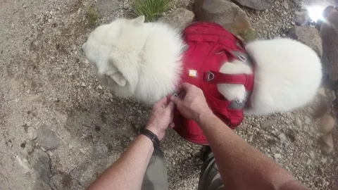 Dog gets life jacket Stock Footage 115727580