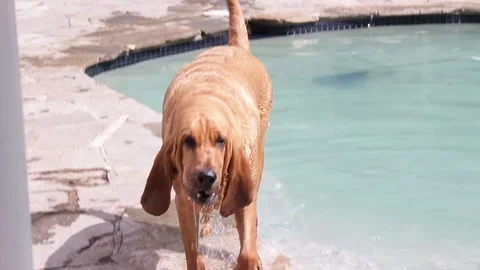Dog gets out of the pool Video stock 130530705