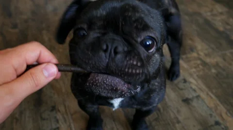 Dog gets a treat from the hand Stock Footage