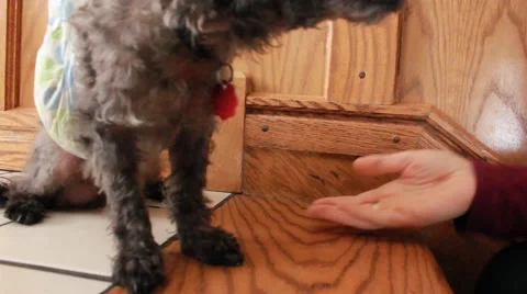 Dog gets two handed ear scratch Vídeos de archivo 44021867