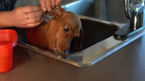 Dog getting a bath and ears groomed Stockbeeldmateriaal 145884314