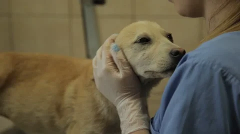 Dog Getting Body Checkup Stock Footage 41880904