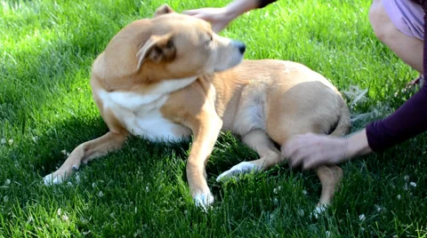 Dog getting brushed on the grass outside. Stock-Footage 38112791