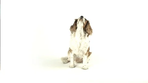 Dog getting Candy Stock Footage 98678968