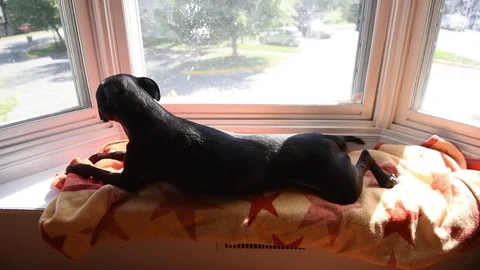 Dog getting comfortable in window Stock Footage 75770229