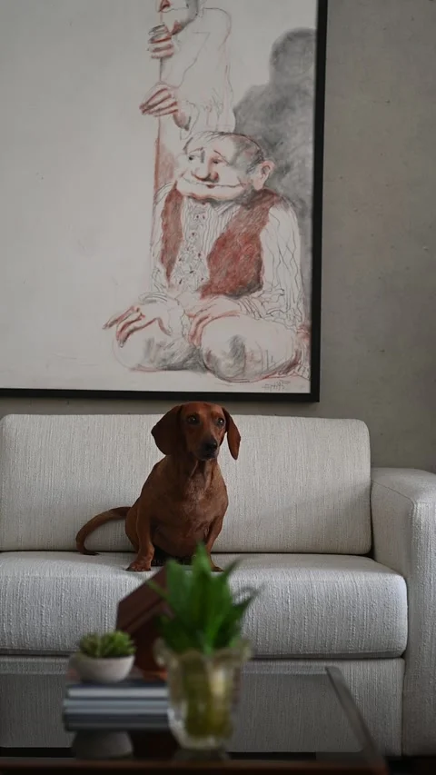 Dog getting down the couch Stock Footage 309566574