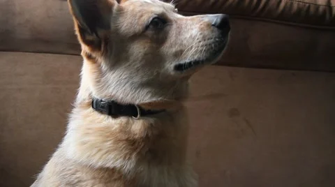 Dog getting excited as it gets a treat 動画素材 1055135