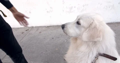 Dog getting his prize 库存影片 111292336