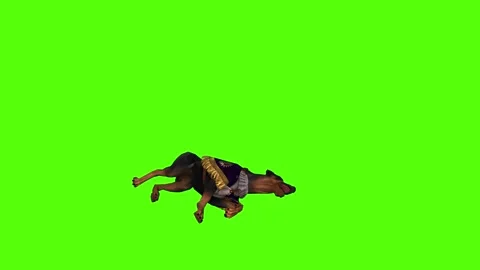 Dog Getting Hit Green Screen Animation 4K Rendering Stock Footage 295558082