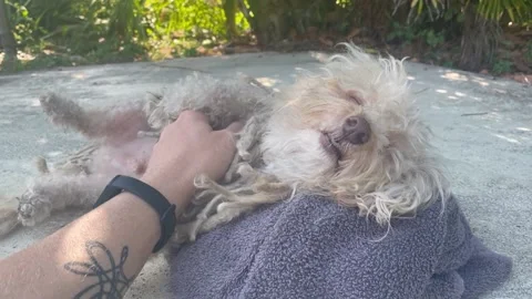 Dog getting its belly rubbed 스톡 동영상 172335766