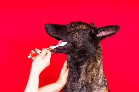 Dog getting its teeth brushed by a person against red background Stock Photos
