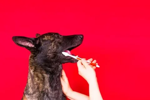 Dog getting its teeth brushed by a person against red background Stock Photos