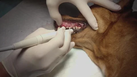 Dog getting its teeth cleaned by a dentist Stock Footage 285315581