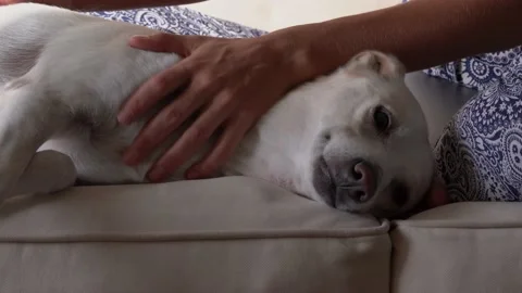 Dog getting massaged by the owner Stock Footage 156427552