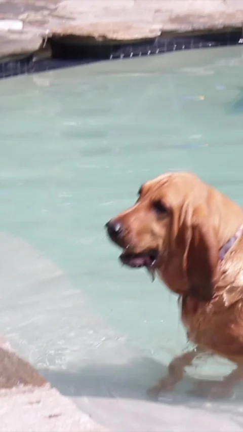 Dog Getting Out of Pool Stock Footage 336038133