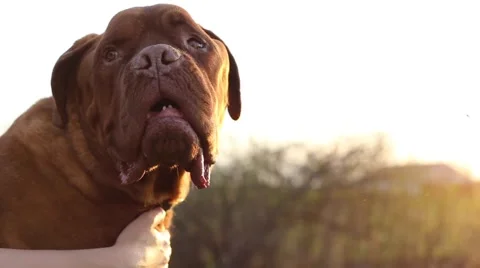 Dog getting pet in sunset Stock Footage 63079232