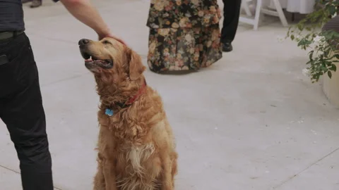 Dog getting pet at a Wedding Stock Footage 147160514