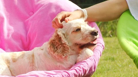 Dog getting petted on the head. Stock Footage 95539416