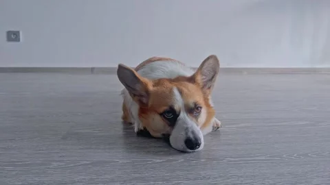 Dog is getting ready for bed Stock Footage 252212122