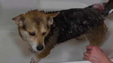 Dog getting shampoo bath at home with funny unhappy expression. Stock Footage 337561584