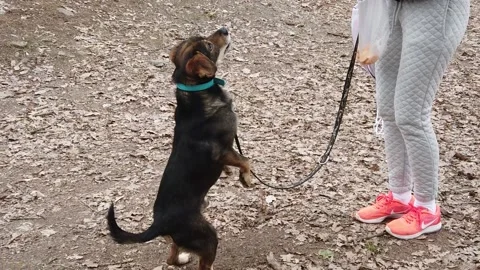 Dog getting snacks in slow motion by a young woman Video stock 235527644