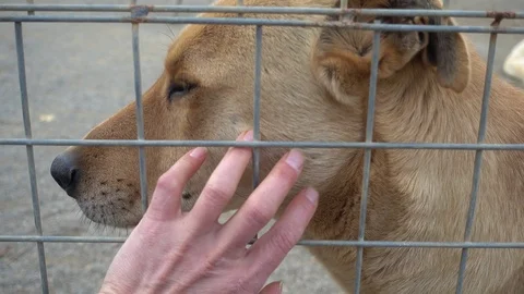 Dog is getting some love through metal fencing Stock Footage 88090428
