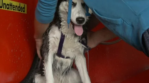 Dog Getting Washed Stock-Footage 102401388