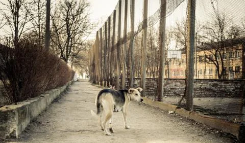 Dog in a ghost town Foto stock