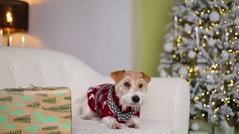 A dog with a gift lies on the sofa.  Stock Footage 255766288