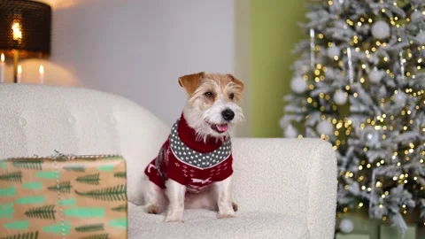 A dog with a gift sits on the sofa. A pet in a red sweater with deer Stock Footage 255766201