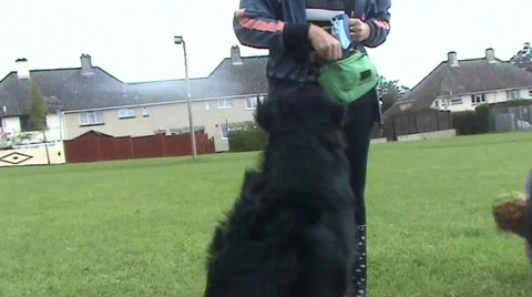 Dog given treat Stockbeeldmateriaal 489501