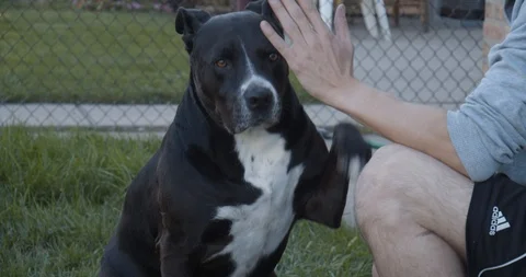 Dog Gives High Five To Owner 4K Stock Footage