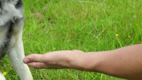 Dog gives paw on command to his master close up Stock Footage 100242013