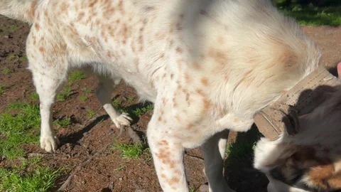 A dog gives a paw to a man Stock Footage 250050341