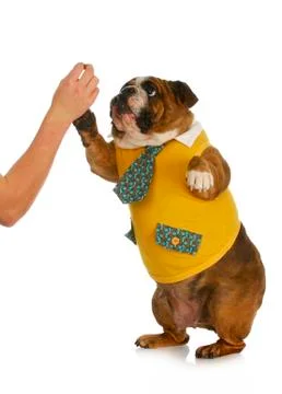 Dog giving high five Stock Photos