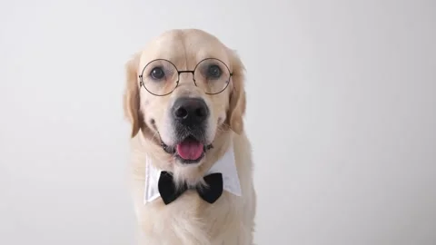 The dog in glasses and a bow tie sits on a white background. Stock Footage 154407634