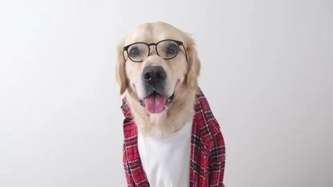 The dog in glasses and a red shirt sits on a white background. Stock Footage