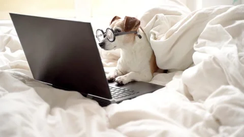 Dog in glasses in bed freelancer remote work using computer Vídeo Stock 146895631
