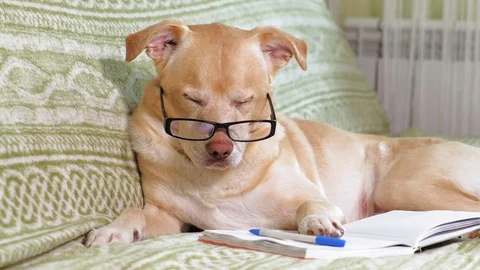 The dog with glasses. Education concept Stock Footage 109623053