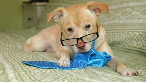 The dog with glasses. Education concept Stock Footage 110859632