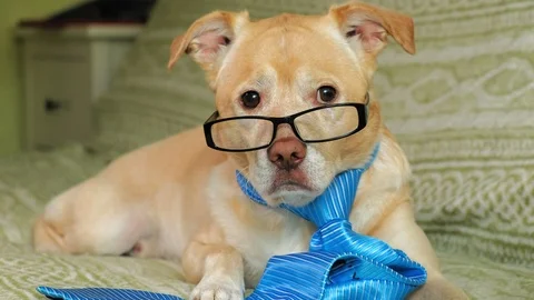 The dog with glasses. Education concept Stock Footage 110859652