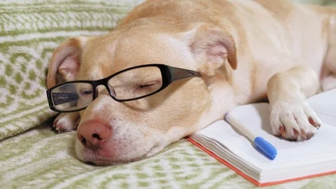 The dog with glasses. Education concept Stock Footage 110859992
