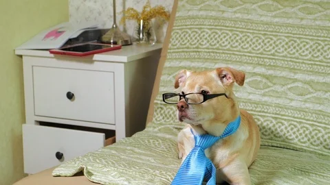 The dog with glasses. Education concept Stock Footage 110860132